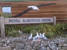 20201226 075504318 gulls at albatross centre