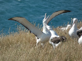 80431 expounding albatross