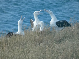 80510 albatrosses