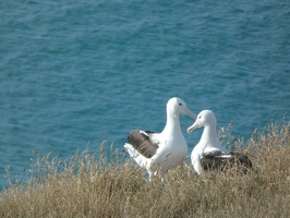 80543 two albatross