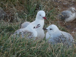 80612 mom gull and chicks