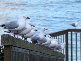80664 line of gulls v1