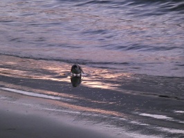 80701 penguin coming ashore