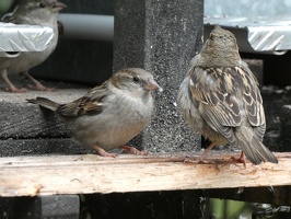80774 two sparrows