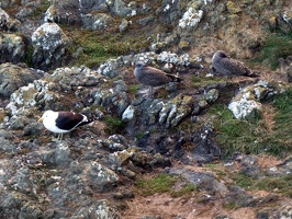 90231 black backed gull and juveniles v1