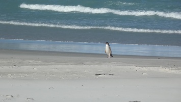 90018 walking penguin
