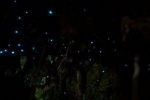 01065 more glow worms