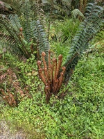 20201216 224617067 more fern fronds