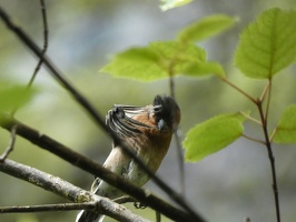 70913 chaffinch wing