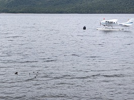 20201219 220512563 ducklings and seaplane v1