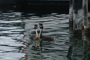 02394 two grebes v1