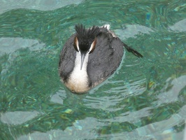 80190 grebe head from above