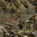 90397_tuatara_v1.JPG