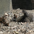 90482_sitting_quails_v1.JPG