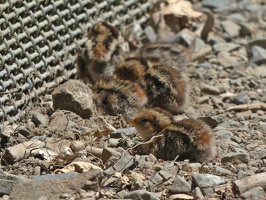 90484 baby california quails v1