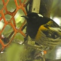 90517_hihi_v1.JPG