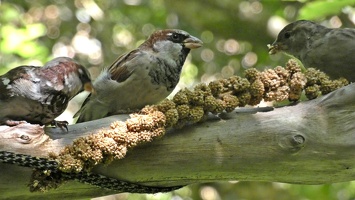 90832 sparrows v1