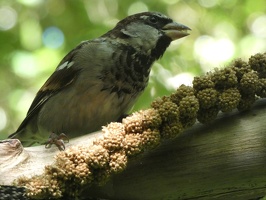 90838 sparrow