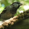 90838_sparrow.JPG