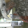 90872_munching_kaka.JPG