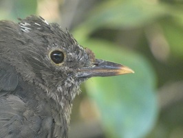 90914 blackbird head