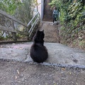 20210515_041943830_sylvester_surveying_his_domain.jpg