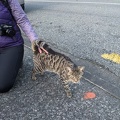 20210612_032610174_cat_prowling_near_zealandia.jpg