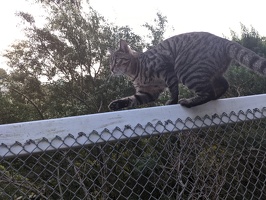 20210612 032702714 cat on fence  not zealandia