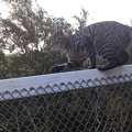 20210612_032702714_cat_on_fence__not_zealandia.jpg