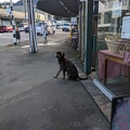 20210701_005328194_dog_waiting_outside_the_bakery.jpg