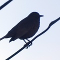 20017_blackbird_v1.JPG