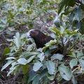 02185_kaka_got_food.JPG