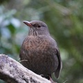 02203_blackbird.JPG