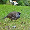 06222_quail_v1.JPG
