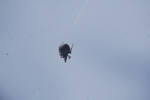 04666 detailed knobbled orb weaver spider view