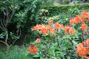 04696 rhododendren  hotspur red