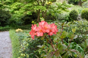 04697 rhododendron  vireya saxon blush v1