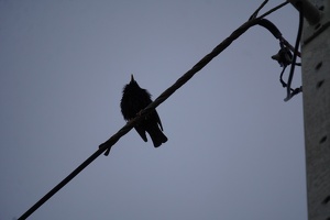 05125 floofy for a blackbird