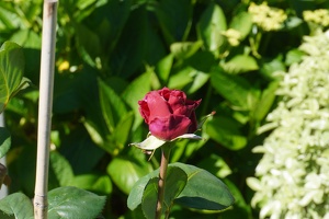 05189 rose