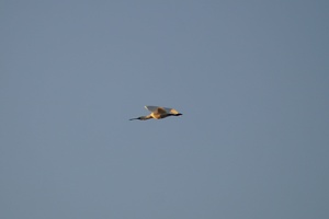 05247 flying goose maybe v1