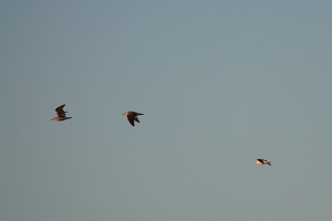 05275 three gulls v1
