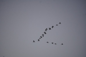 05313 geese v