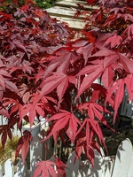 20211106 223924084 red leaves