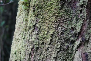 05394 mossy trunk