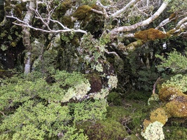 20210130 044821141 mosses and lichens