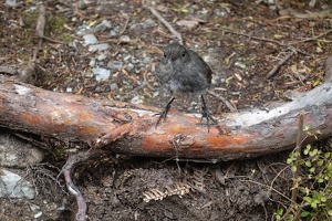 03293 toutouwai looking right at you