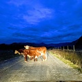 20210330_070722138_fresh_milk-EFFECTS.jpg