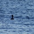 02855_grebe.JPG