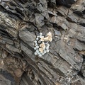 20210409_010636393_s_island_edelweiss.jpg