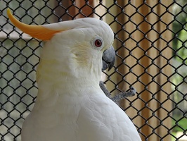 03007 cockatoo closeup